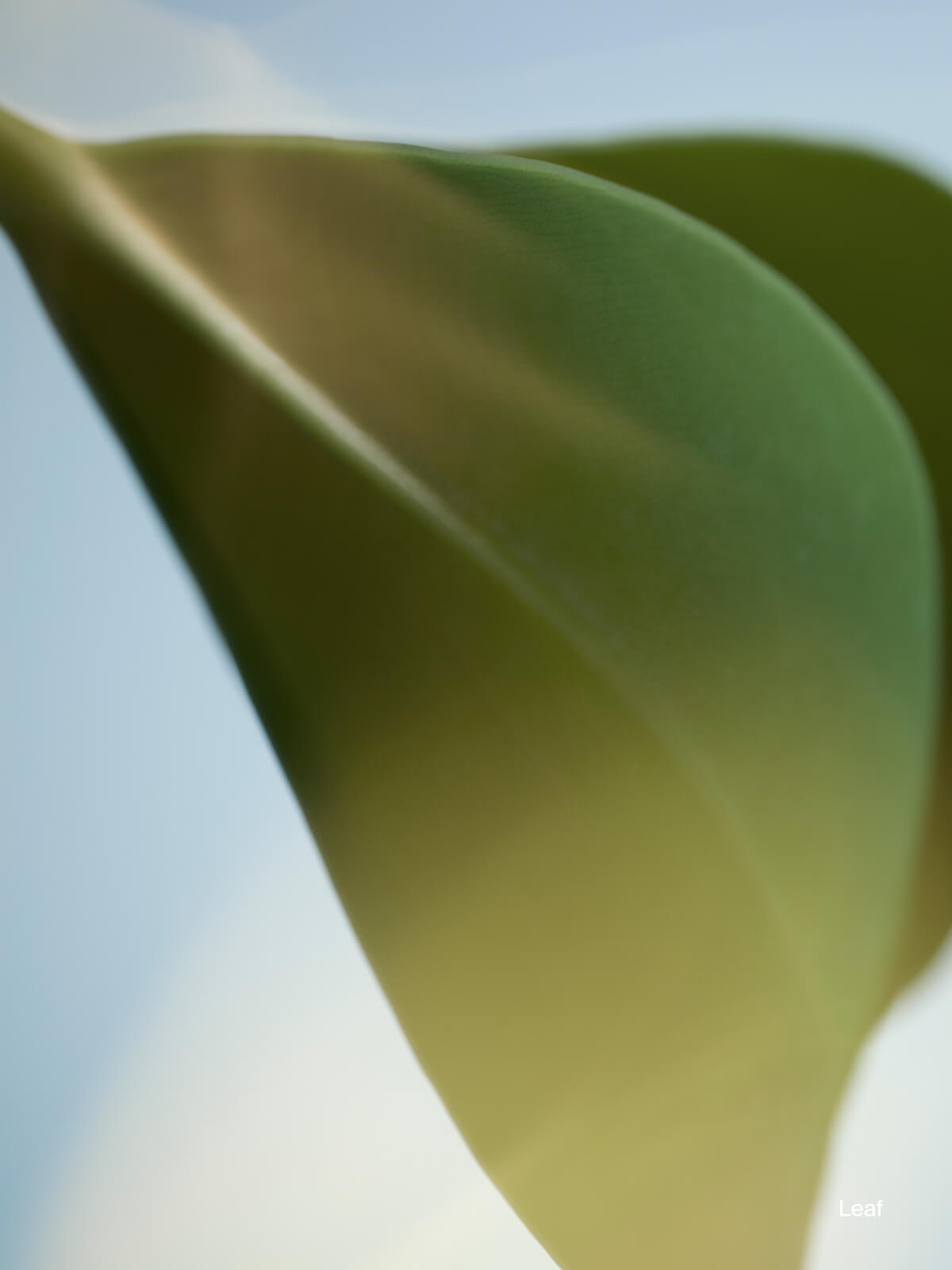 estrid-deodorant-cartridge-leaf-deo-nachf-llung-ersatzkartusche image 2