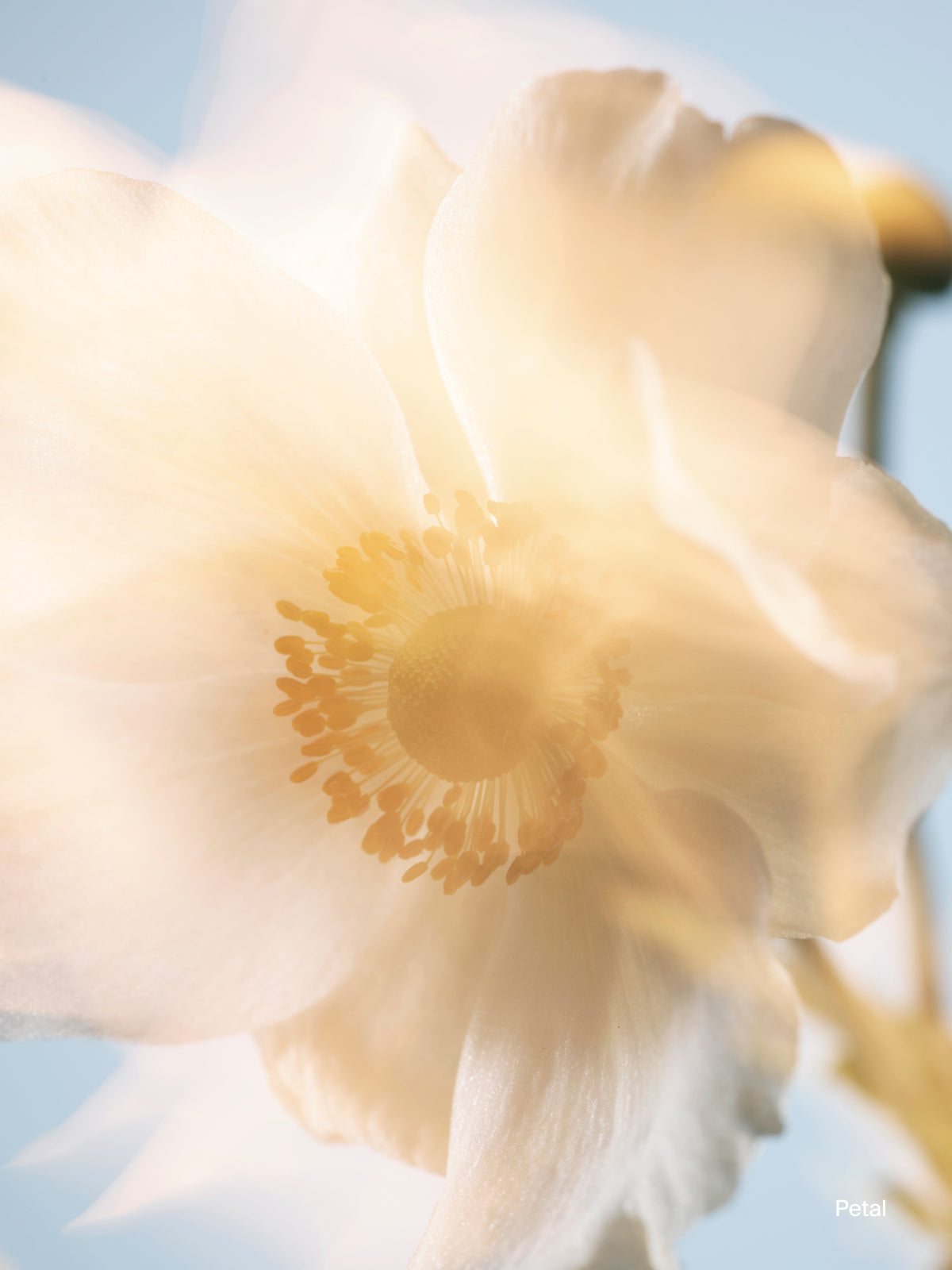 estrid-deo-kartusche-petal-nachf-ller-antiperspirant-blumig image 2